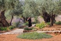 Contemplative Monk, Garden at Gethsemane, Jerusalem, Royalty Free Stock Photo